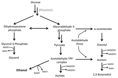 Ethanol Biosynthesis Pathway In Saccharomyces Cerevisiae The