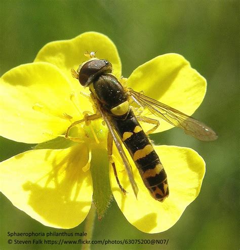 Hoverflies » All-Ireland Pollinator Plan