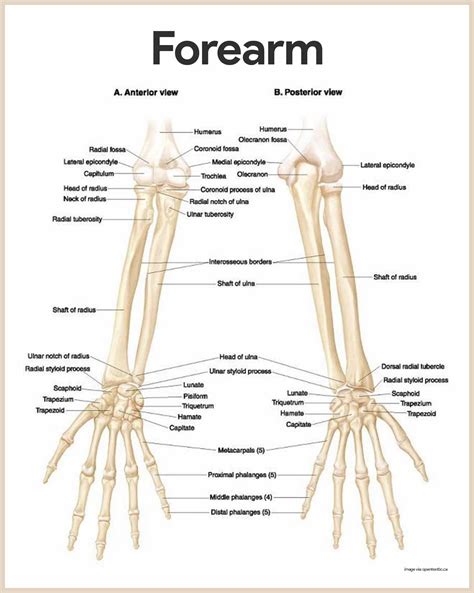 Arm Bone Names Diagram