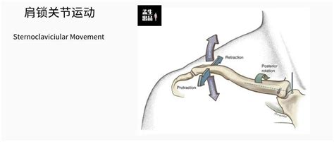 肩关节肌骨解剖学由肩胛胸壁关节来看肩关节损伤深度 知乎