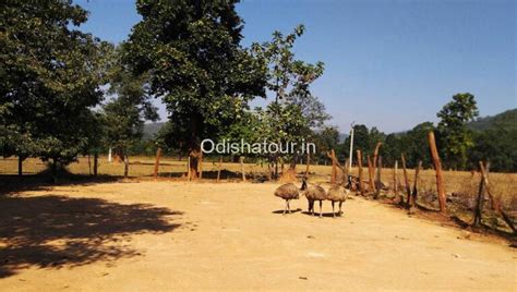 Coffee Garden, Black Pepper Tree, Daringbadi, Kandhamal | Odisha Tour