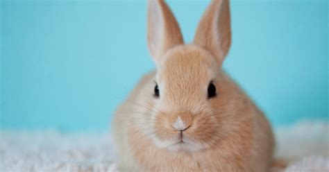 Essential Rabbit Dental Health Tips For Better Teeth