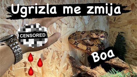 Ugrizla Me Zmija Boa YouTube