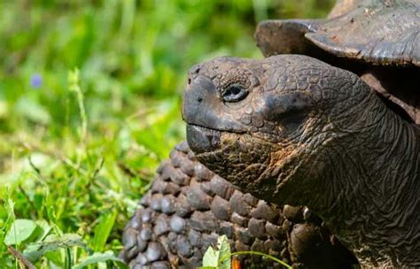 Tartaruga Gigante Considerada Extinta Encontrada Em Gal Pagos