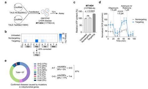 Nature Biotechnology 魏文胜课题组报道新型线粒体碱基编辑器 Biopic网站中文版