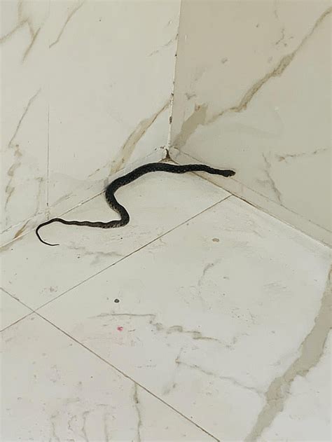 Is this baby Russell viper? [India] : r/whatsthissnake