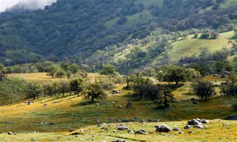 Green Meadows Landscape Free Stock Photo - Public Domain Pictures