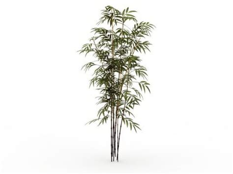 Bamboo Plants Free 3d Model Max Open3dmodel 30427