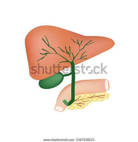 Anatomical Structure Liver Gallbladder Bile Ducts 스톡 벡터 로열티 프리