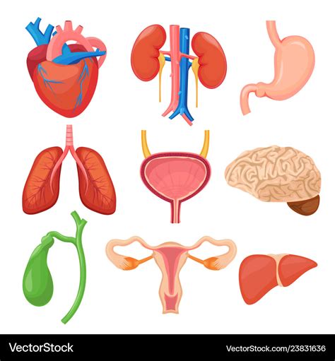 Органы Человека Картинки Для Детей Лучшая Фото Подборка