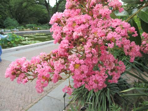 Crape Myrtle Crape Myrtle Lagerstroemia Choctaw Blooms Flickr