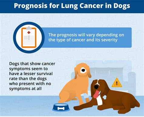 Lung Cancer in Dogs: Causes, Signs, & Treatment | Canna-Pet®