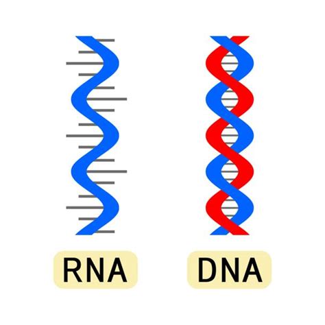 Best Rna Illustrations Royalty Free Vector Graphics And Clip Art Istock