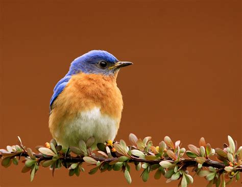 Eastern Bluebird Audubon Field Guide