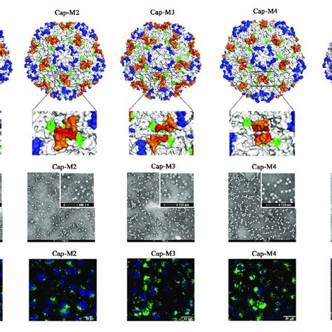 Pcv Vlps Assembly And Cell Entry Into Pk Cells A Localizations