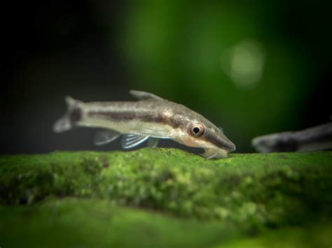 Otocinclus Catfish (Otocinclus macrospilus), TANK-RAISED!