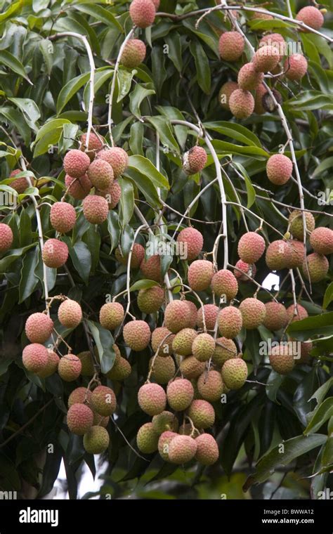 Leeches Fruit Tree