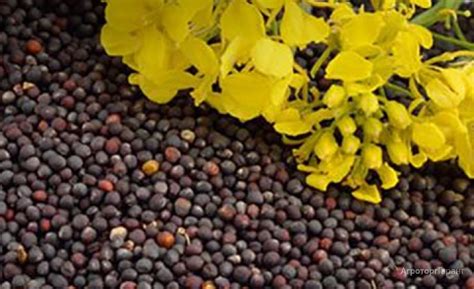 Продам рапс купить в Республике Крым | 36128