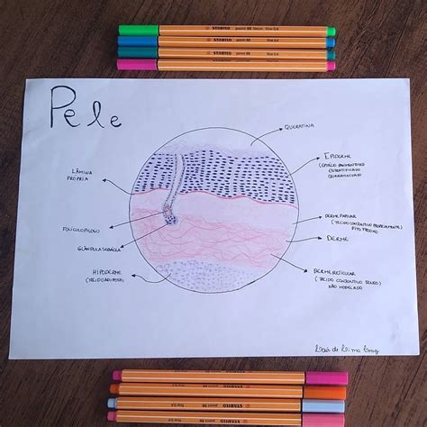 Desenho histológico pele Histologia I