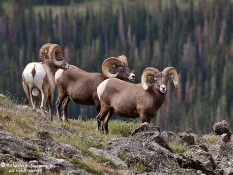 Three Full Curl Rocky Mountain Bighorn Rams Interact In Do Flickr