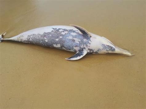 G1 Boto cinza é encontrado morto em praia de Guarapari notícias em