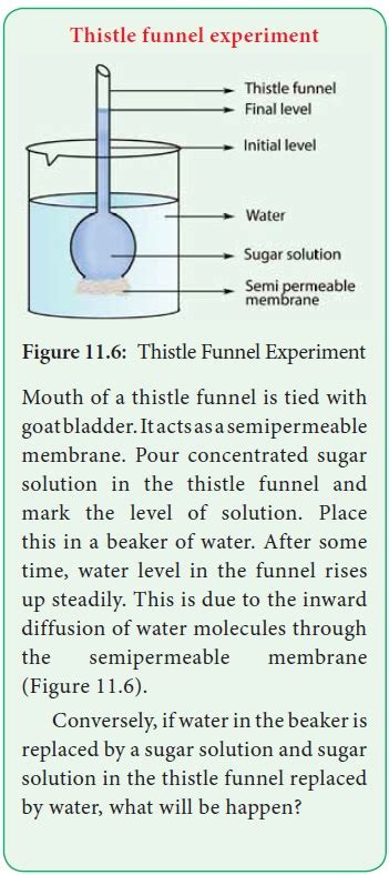 Thistle Funnel Experiment Osmosis