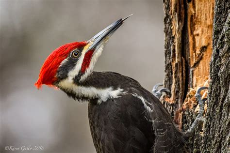 Male Pileated Woodpecker Excavates A Maple Tree Feederwatch