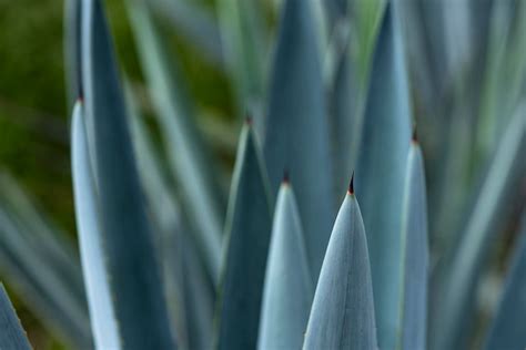 Planta De Agave Azul Para Producir Tequila En Jalisco M Xico Foto