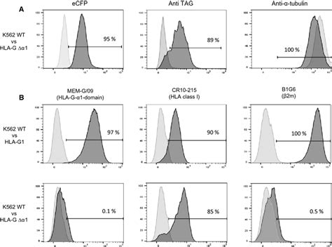 Flow Cytometry Analysis Of Transduced K562 Cell Lines A Left Ecfp