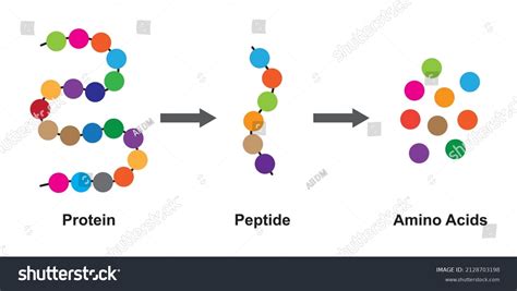 16,337 Estructura Química De La Protein Images, Stock Photos & Vectors ... 