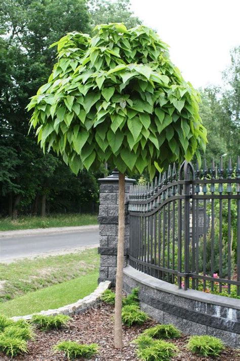 Дерево катальпа – описание, посадка и уход, фото сортов