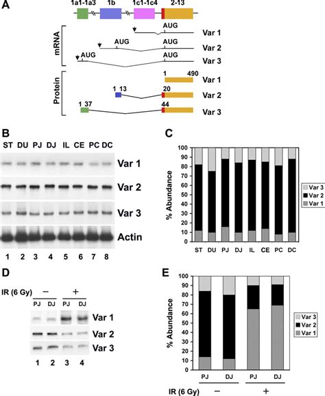 Differential expression of CUG triplet repeat-binding protein 2 ...
