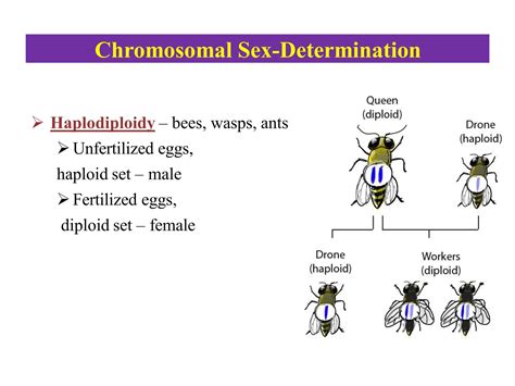Sex Determination And Sex Linkage Dr Pratibha Bisen Pdf