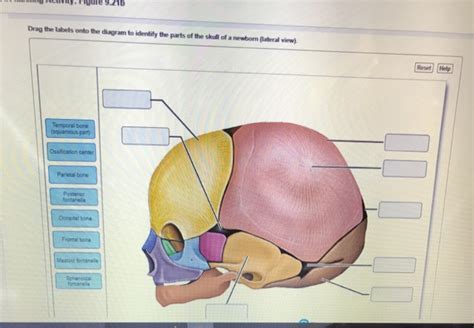 Solved Drag The Labels Onto The Diagram To Identify The T D