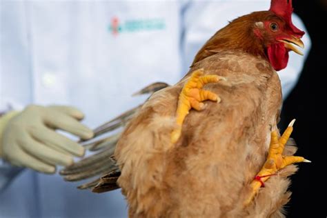 Malaysian Rubber Glove Stocks Take Off Amid China Bird Flu Outbreak Wsj