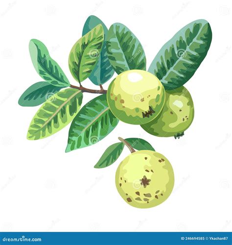 Branch With Leaves And Guava Fruits Hand Drawn Vector Illustration