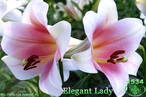 лилия Elegant Lady
