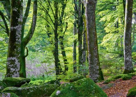 La Faggeta Di Marsia Citt Di Tagliacozzo