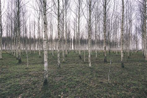Autumn Birch Trees Growing In Lines With Naked Branches Vinta Stock Photo Image Of Light