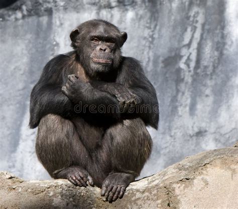 Young Chimpanzee Standing Up Like a Human - Simia Stock Image - Image ...