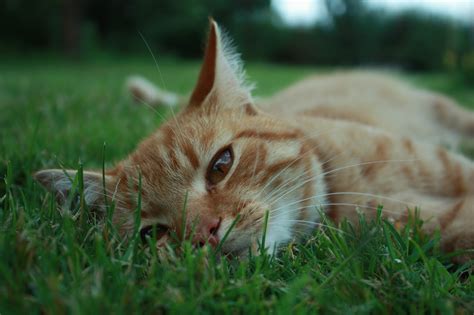 Free Images Grass Pet Kitten Fauna Whiskers Vertebrate Tabby