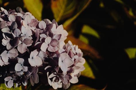 Hortenzijos egzotiškosios sodo ir namų puošmenos užburiančios kiekvieną