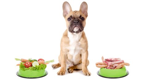 The 9 Best Vegetables For Dogs | Dog Product Picker