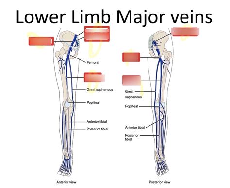 Gross Anatomy Lower Limb Major Veins Tag Diagram Quizlet