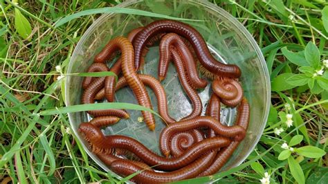 Hunt Giant Millipedes Hunting For Luwing Millipedes Wow It S Exciting