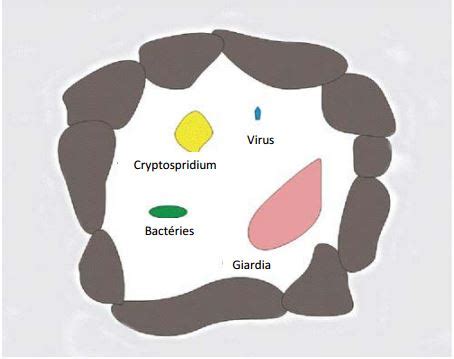 Microbes Pathog Nes Safe Drinking Water Foundation