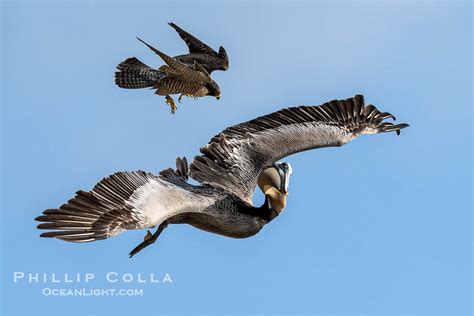 Peregrine Falcon Falco Peregrinus At Torrey Pines State Reserve San