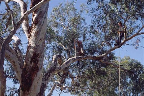 Arboriculture Distance Learning | Arboriculture Online Courses ...