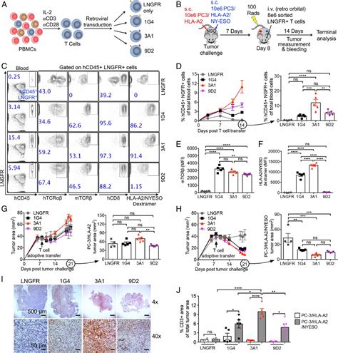 Isolation And Characterization Of Ny Eso Specific T Cell Receptors