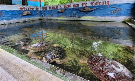 Daya Tarik Wisata Pulau Penyu Tanjung Benoa Bali De Bali